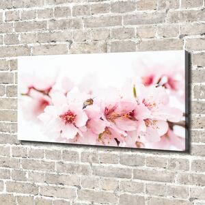 Moderní obraz canvas na rámu Květy višně oc-79943111