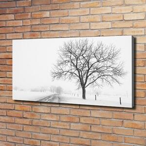 Foto obraz na plátně Strom zima oc-80032038