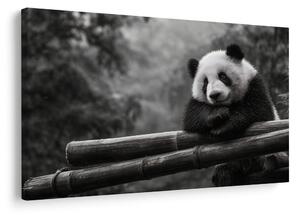 Obraz panda odpočívající na bambusu