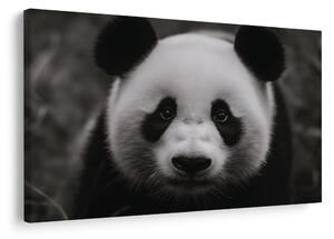 Obraz roztomilá panda v přírodě