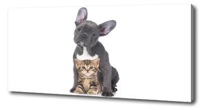 Foto obraz tištěný na plátně Pes a kočka oc-80558737