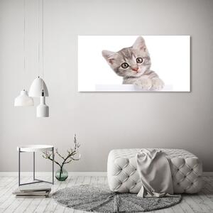 Foto obraz na plátně do obýváku Šedá kočka oc-80791907