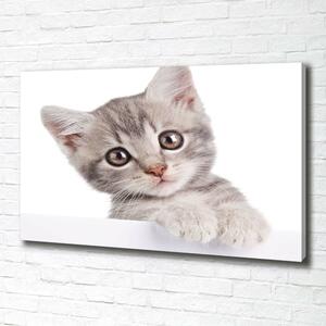 Foto obraz na plátně do obýváku Šedá kočka oc-80791907