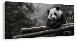 Obraz klidná panda v přírodě