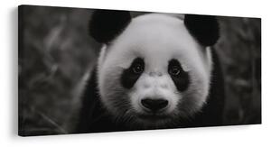 Obraz černobílá panda s úsměvem