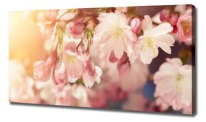 Foto obraz na plátně do obýváku Květy višně oc-81037561