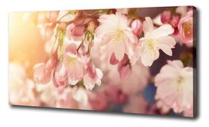 Foto obraz na plátně do obýváku Květy višně oc-81037561