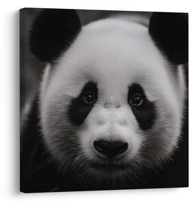 Obraz panda na černém pozadí