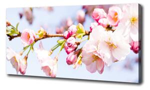 Moderní obraz canvas na rámu Květy višně oc-81280422
