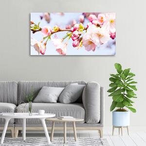 Moderní obraz canvas na rámu Květy višně oc-81280422