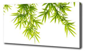 Foto obraz na plátně Listí bambusu oc-81471407
