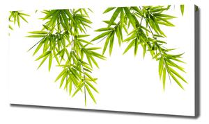 Foto obraz na plátně Listí bambusu oc-81471407