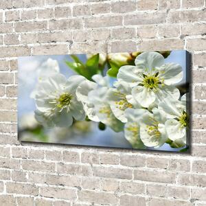 Foto obraz na plátně Květ višně oc-82566454