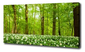 Foto obraz na plátně Květiny v lese oc-83235444
