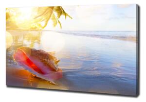 Foto obraz na plátně Mušle na pláži oc-83555961