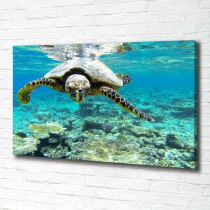 Foto obraz na plátně Mořská želva oc-83762438