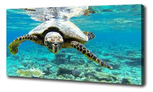 Foto obraz na plátně Mořská želva oc-83762438