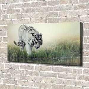 Foto obraz na plátně Bílý tygr oc-84071201