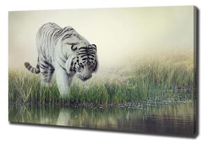 Foto obraz na plátně Bílý tygr oc-84071201