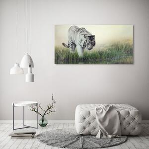 Fotoobraz na skle Bílý tygr osh-84071201