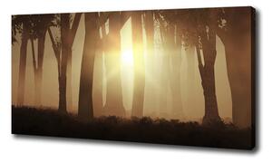 Foto obraz na plátně Mlha v lese oc-84176608