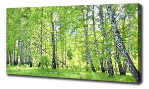 Foto obraz canvas Břízový les oc-84161730