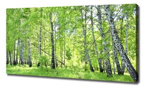 Foto obraz canvas Břízový les oc-84161730