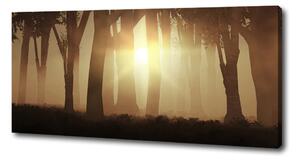 Foto obraz na plátně Mlha v lese oc-84176608