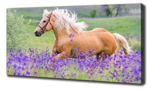 Foto obraz na plátně Kůň na poli levandule oc-84450910