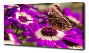 Foto obraz tištěný na plátně Motýl na květině oc-84885251