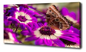 Foto obraz tištěný na plátně Motýl na květině oc-84885251