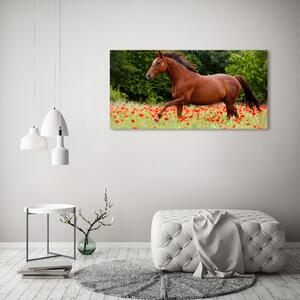 Fotoobraz fotografie na plátně Kůň na poli máků oc-85278470