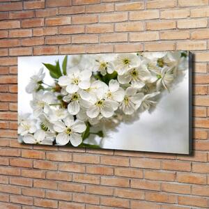 Foto obraz na plátně Květy višně oc-85335086