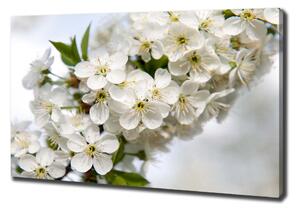 Foto obraz na plátně Květy višně oc-85335086