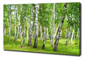 Foto obraz na plátně Břízový les oc-85613602