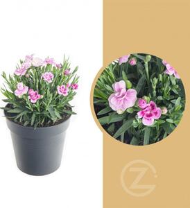 Karafiát, Dianthus Pink Kisses, růžová, průměr květináče 10 - 12 cm