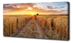 Foto obraz na plátně Pole pšenice oc-86490095