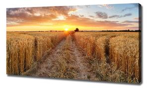 Foto obraz na plátně Pole pšenice oc-86490095