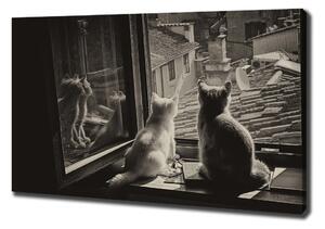 Foto obraz na plátně Kočky při okně oc-86646592