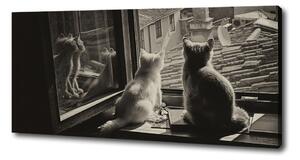 Foto obraz na plátně Kočky při okně oc-86646592
