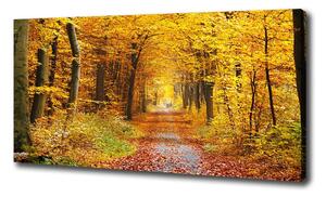 Foto obraz na plátně Podzimní les oc-86844242