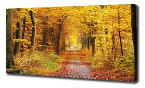 Foto obraz na plátně Podzimní les oc-86844242