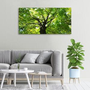 Moderní obraz canvas na rámu Zelený les oc-86959394