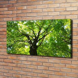 Moderní obraz canvas na rámu Zelený les oc-86959394