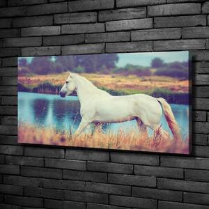 Foto obraz na plátně Bílký kůň jezero oc-87150545