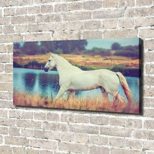 Foto obraz na plátně Bílký kůň jezero oc-87150545