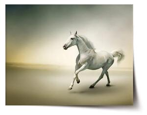 Sablio Plakát Bílý kůň 2 - 60x40 cm
