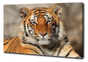 Foto obraz na plátně Bengálský tygr oc-88747131