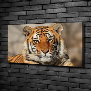 Foto obraz na plátně Bengálský tygr oc-88747131