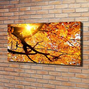 Moderní obraz canvas na rámu Koruna stromů podzim oc-89060594